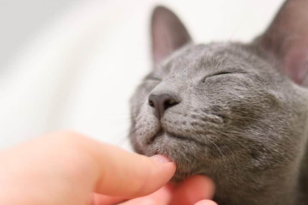 Russian blue being petted