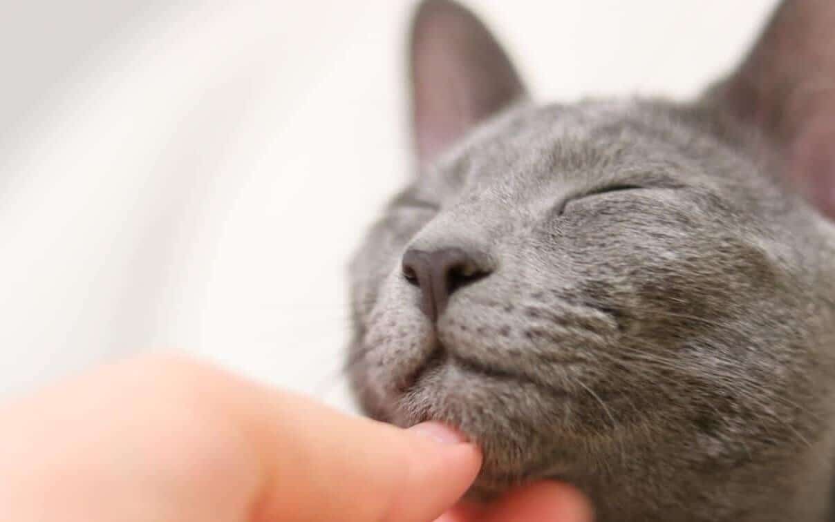 Russian blue being petted