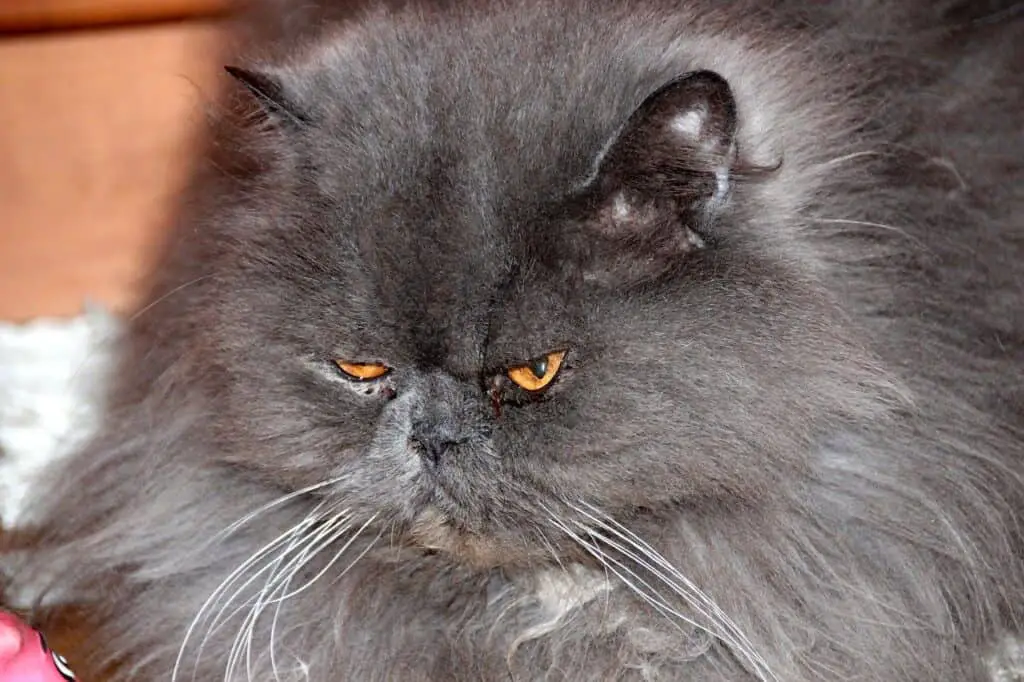 gray persian cat