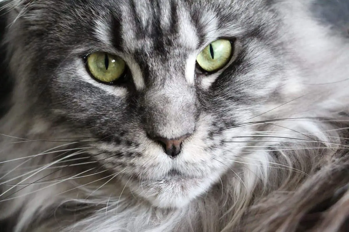 gray maine coon cat close up