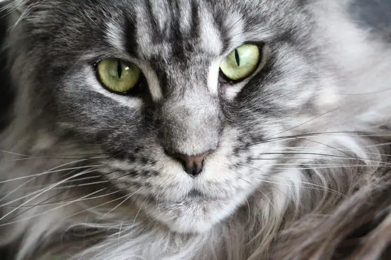 Russian Blue Vs. Maine Coon