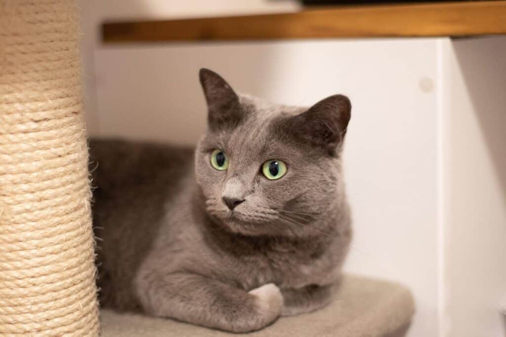 russian blue on a scratch post