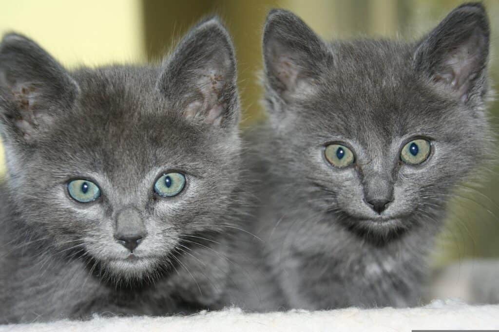 2 Russian blue kittens - How to take care of your russian blue cat at each life stage