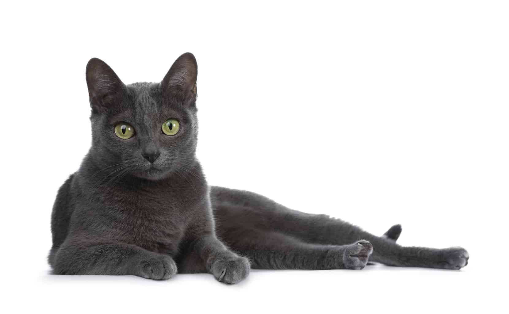 Russian Blue versus korat cat - Korat cat