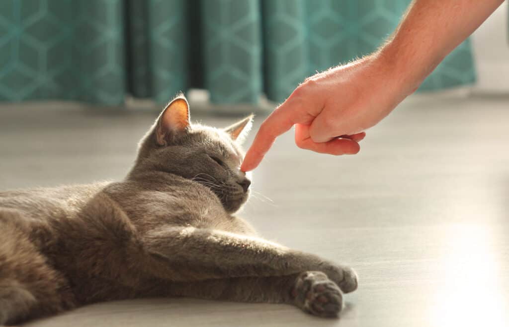 russian blue sniffing finger