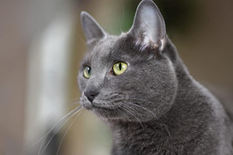 Russian Blue Versus Korat Cat: A Comparison