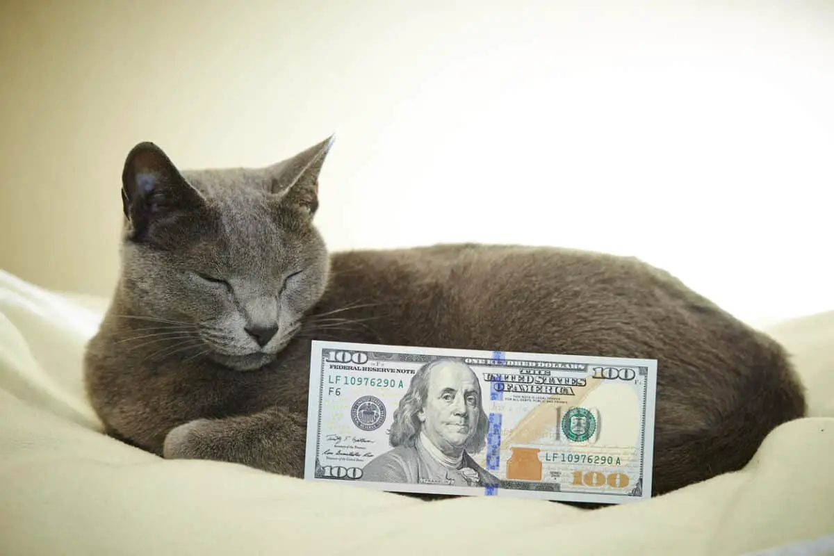 Russian Blue cat with a dollar bill