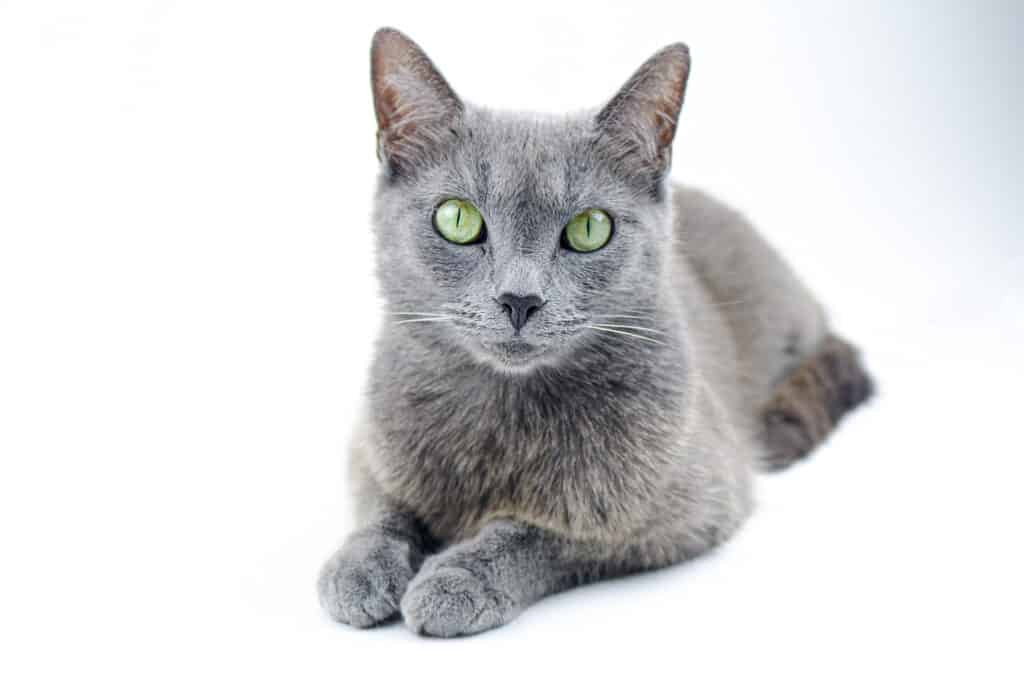 Can Russian Blue cats have yellow eyes - Russian blue with white background
