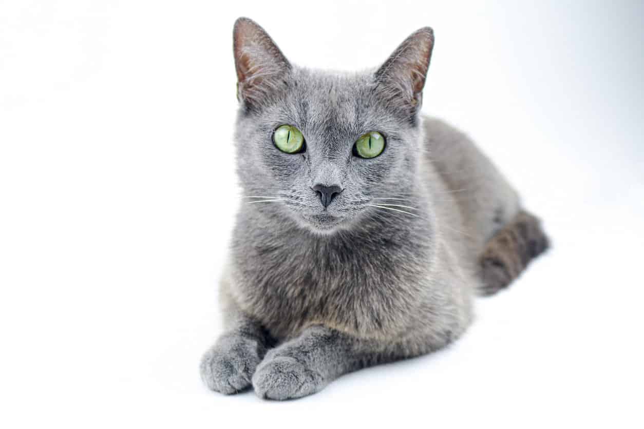 Russian blue versus Korat cat - Russian Blue