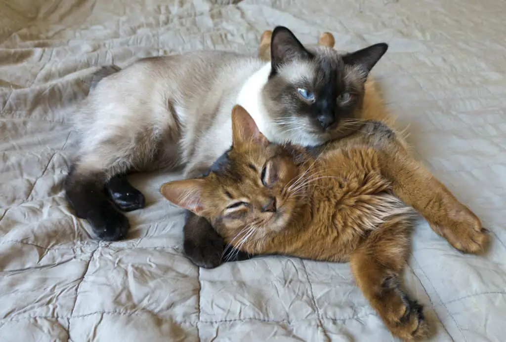 siamese cat with tabby