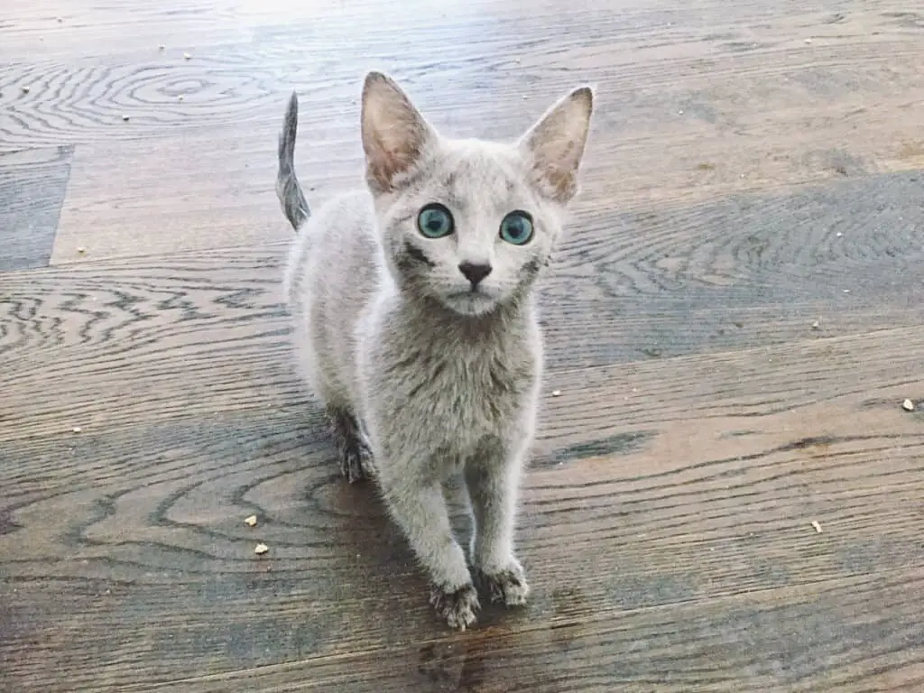 How to take care of a russian blue kitten