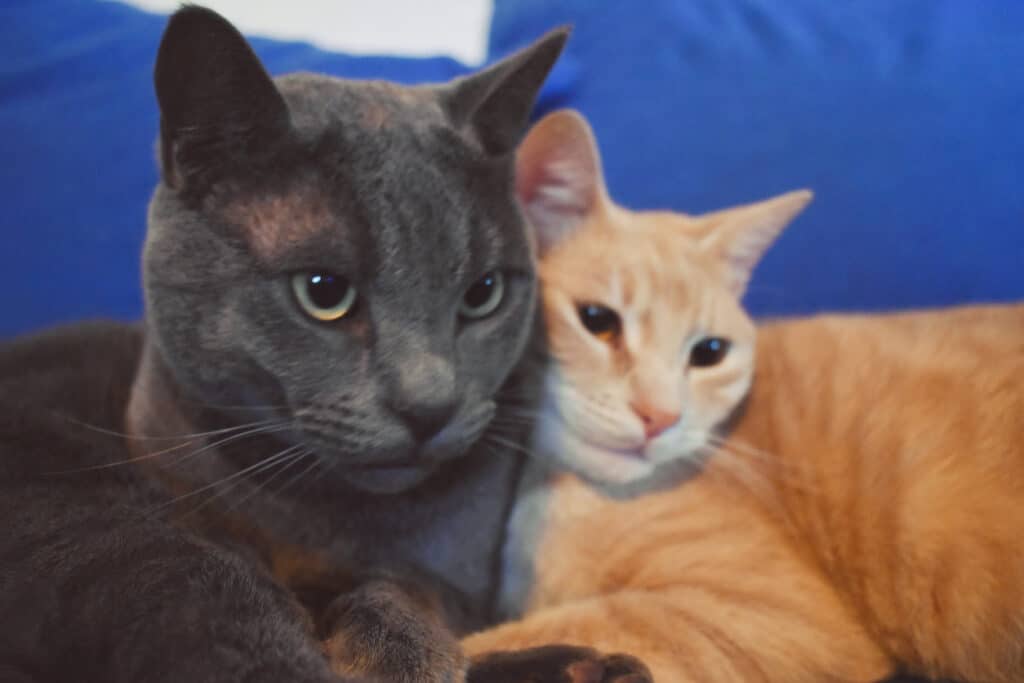 russian blue cat with tabby together