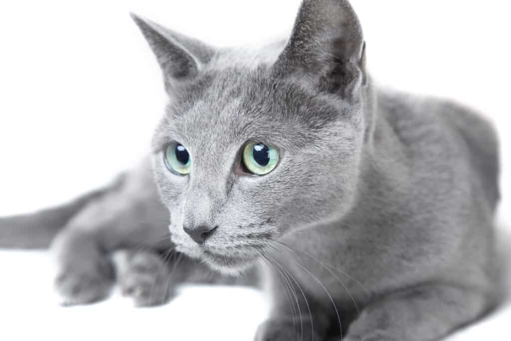 russian blue interested in something