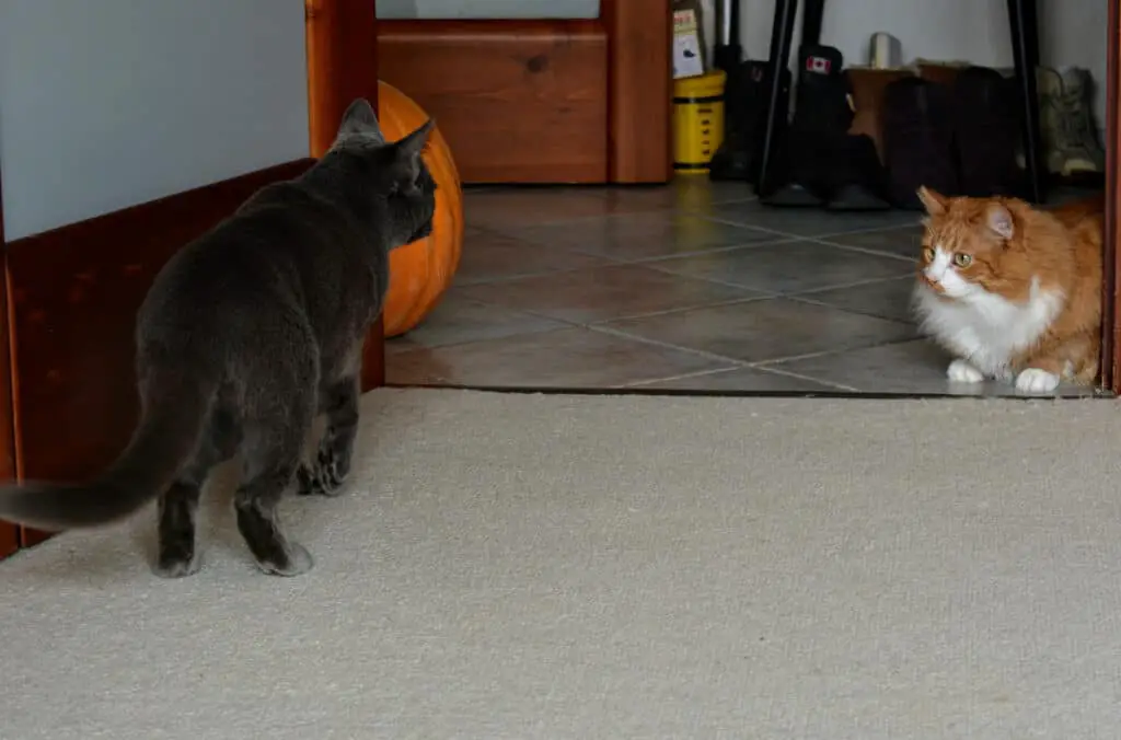 russian blue and tabby meeting for the first time