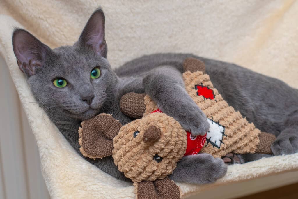 Russian blue kitten with toy