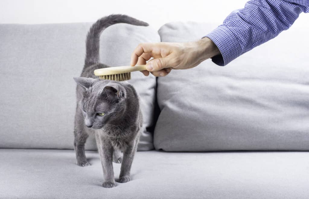 russian blue being brushed