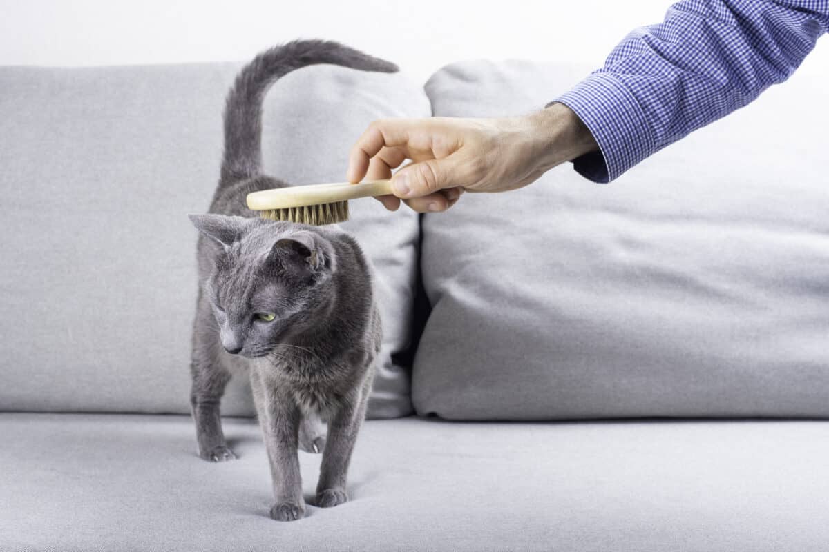 russian blue being brushed