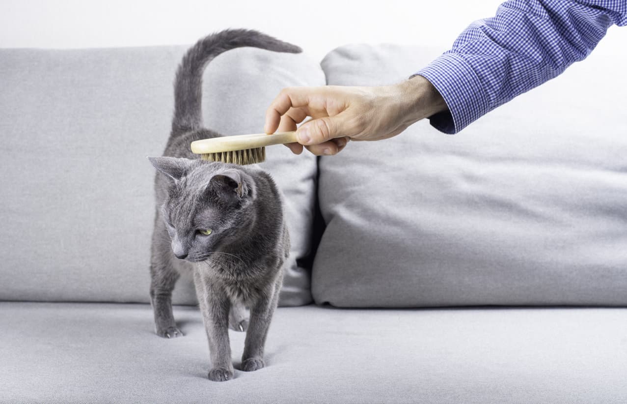 Do Russian Blue Cats Shed A Lot? – Best Grooming Tips