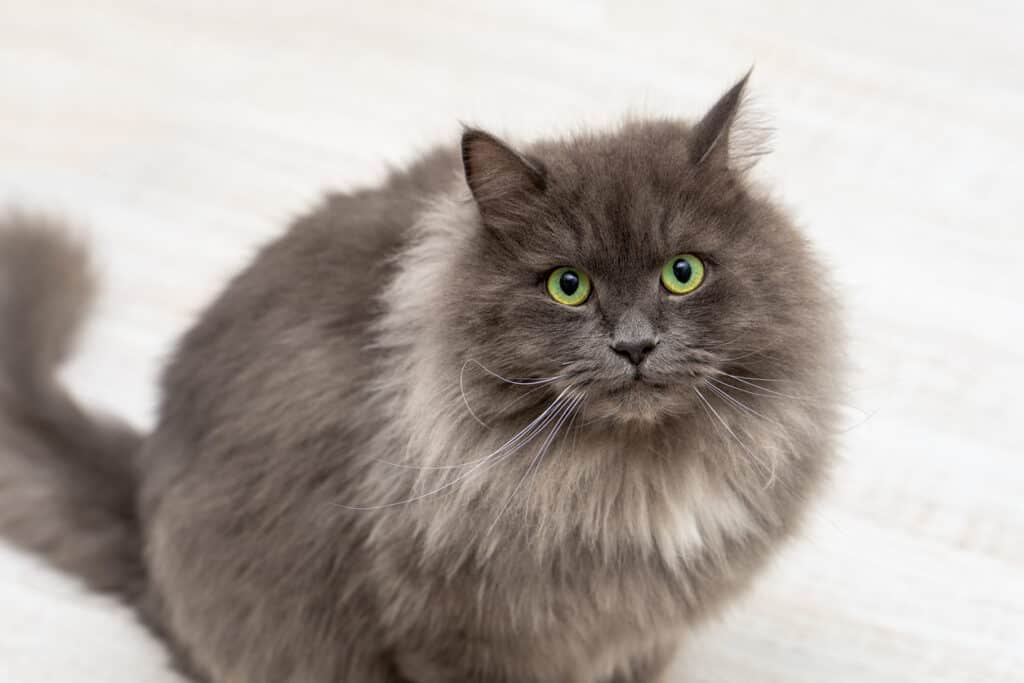 Nebelung cat