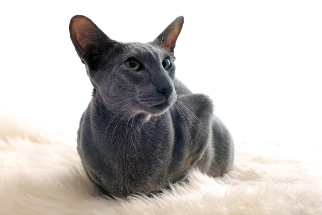 gray oriental shorthair