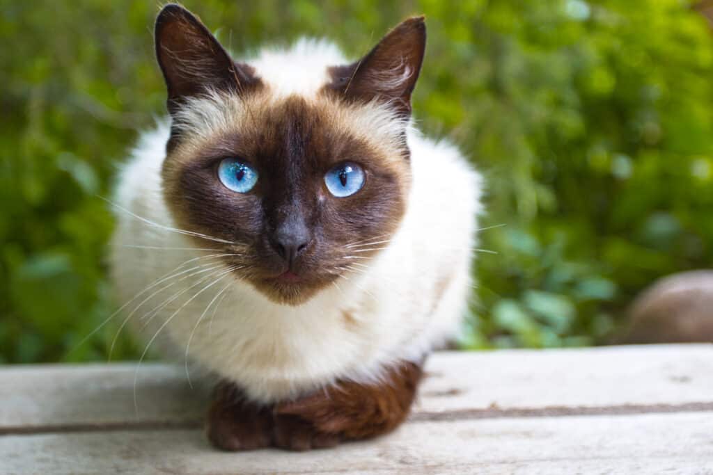 siamese cat sitting on white fence