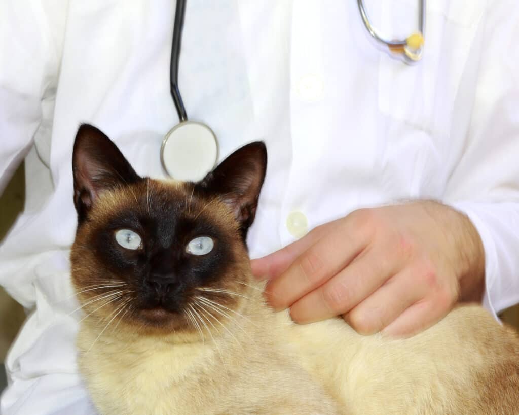 siamese cat at vet