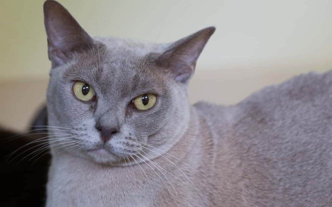 burmese cat burma cat