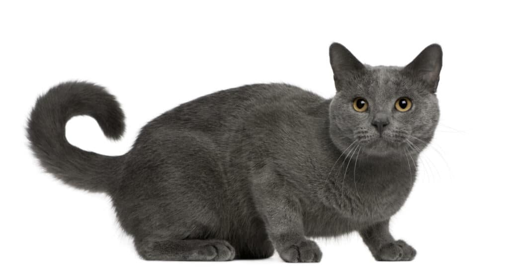 Chartreux cat appearance