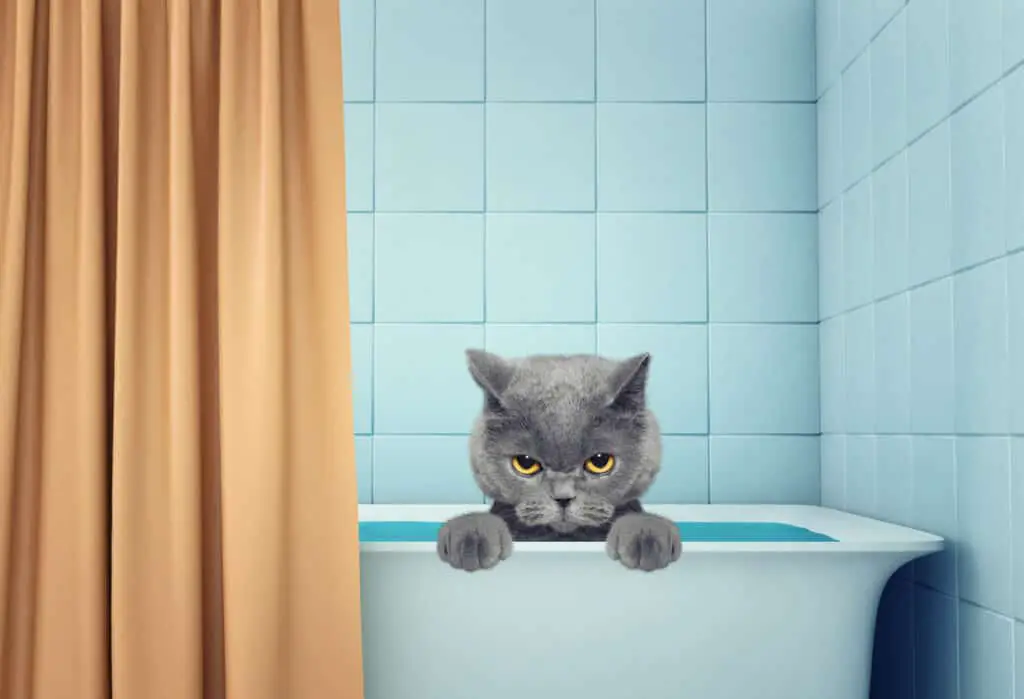 Russian blue cat in bath