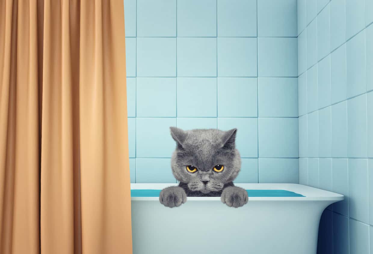 How to Bathe a Russian Blue Cat – Step by Step