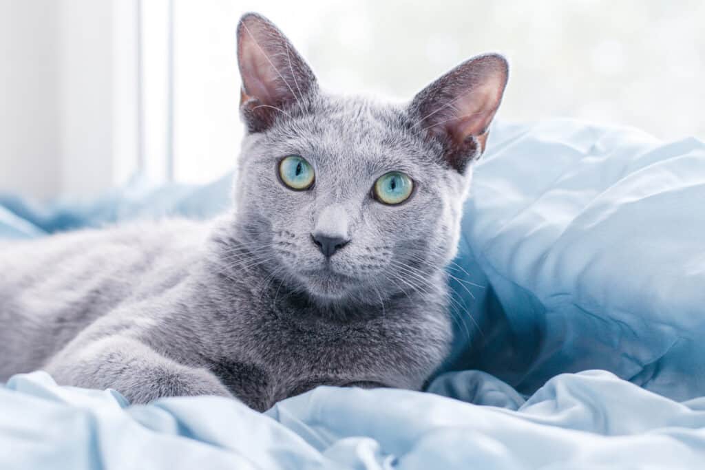 russian blue cat under blanket