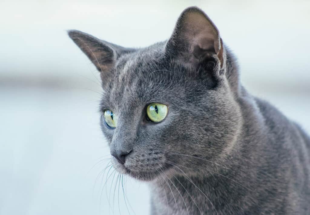 Russian Blue