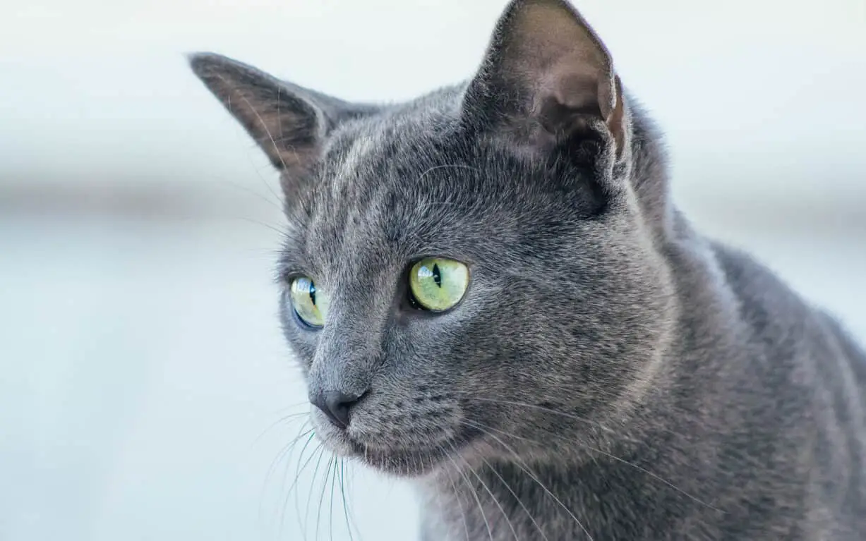 russian blue cat close up