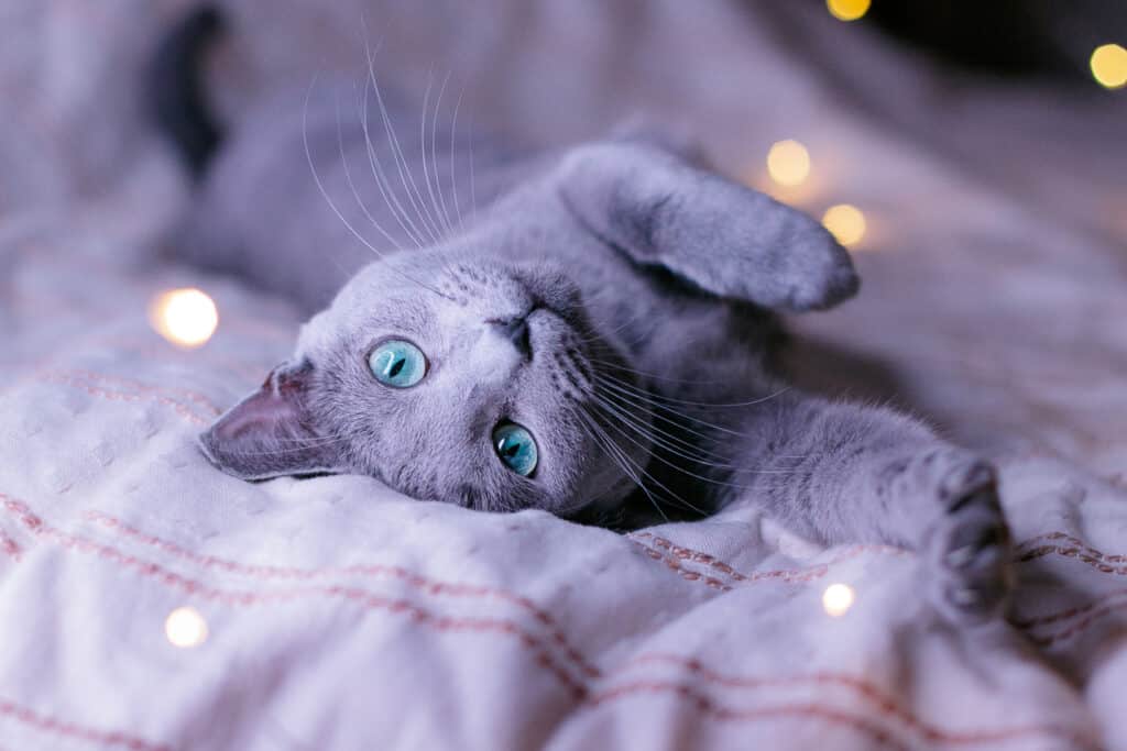 Russian Blue relaxing looking at you