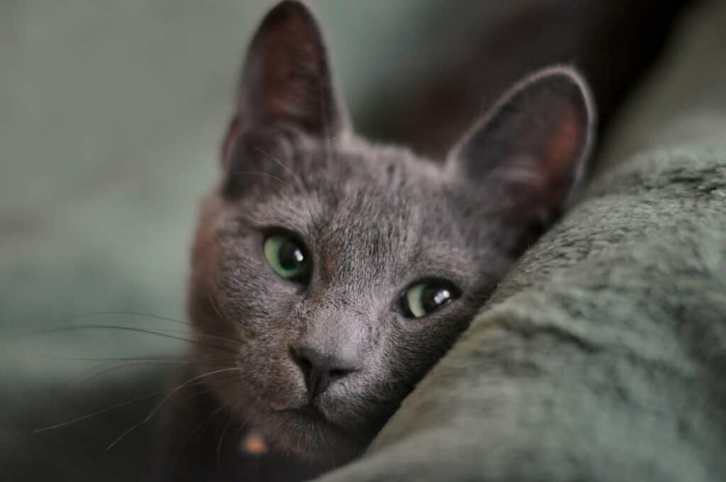 Russian blue cats are cuddly