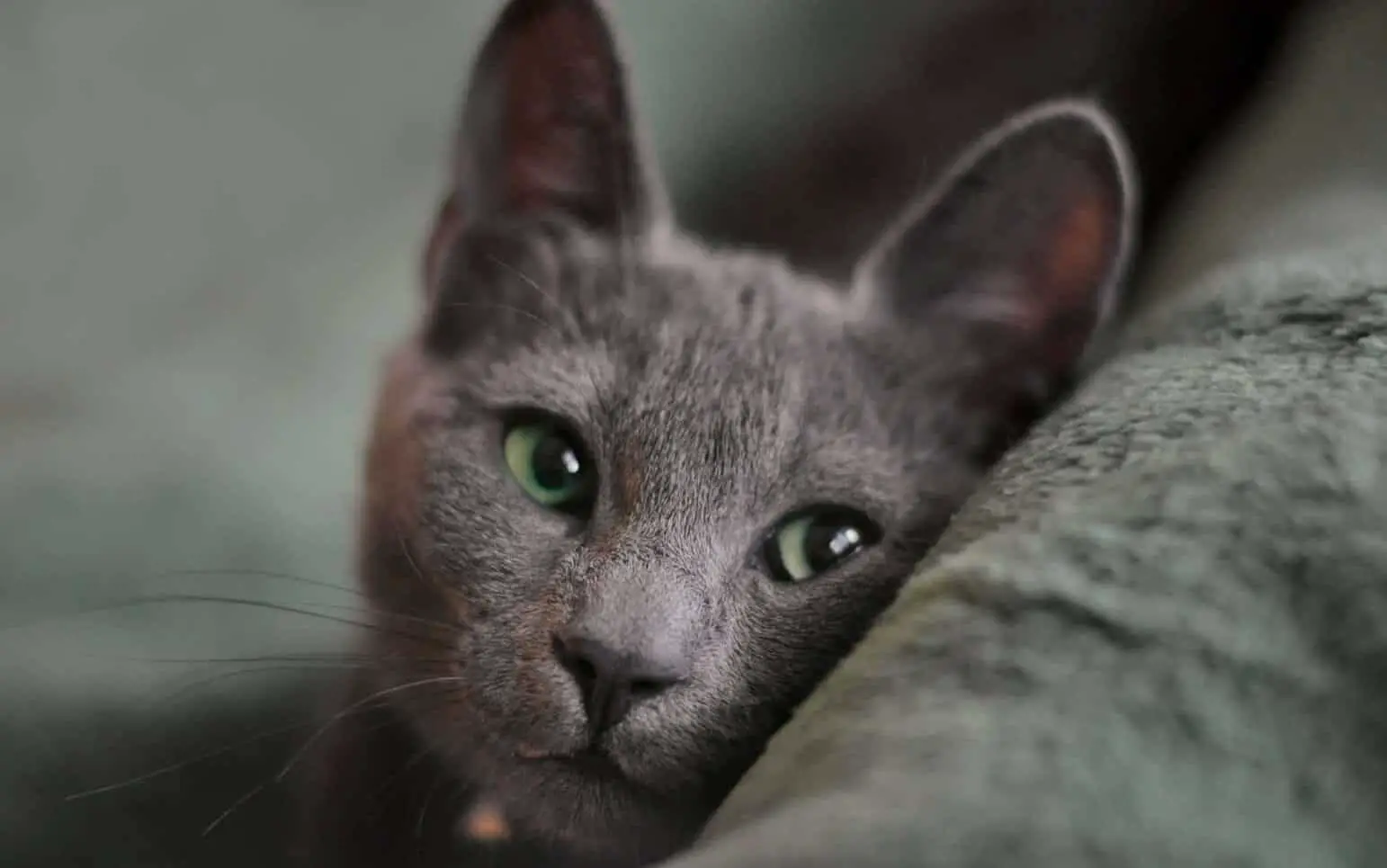 Russian blue cat looking at you