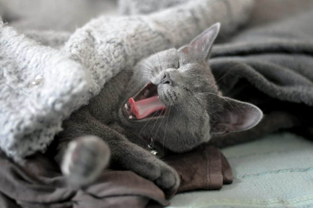 Russian blue cat cuddling in bed