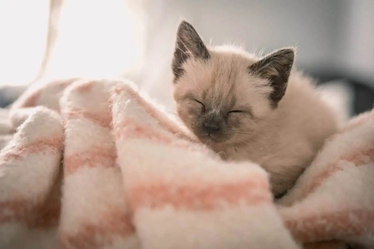 siamese kitten on a blanket