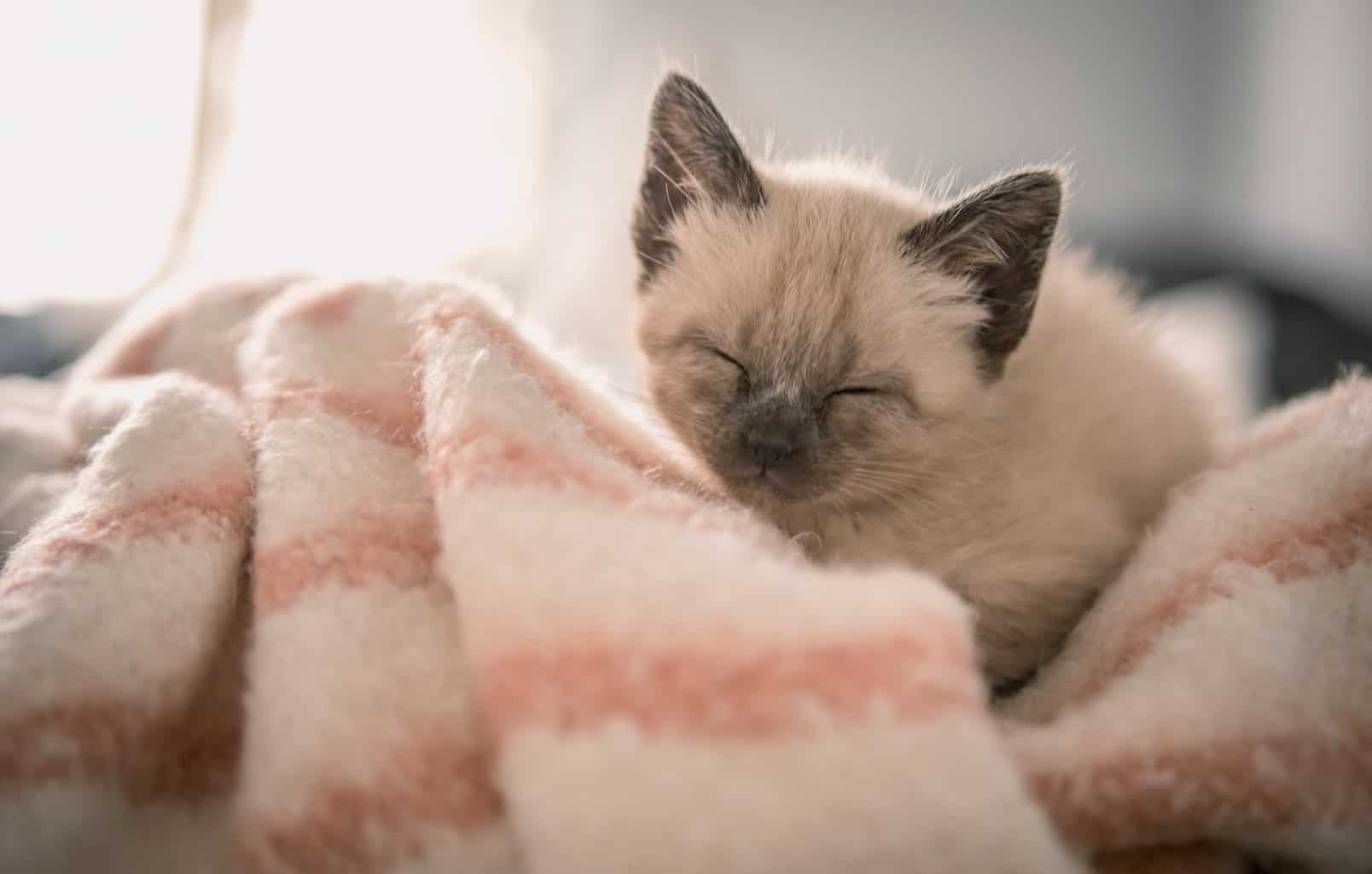Caring for a Siamese Kitten – What You Need to Know