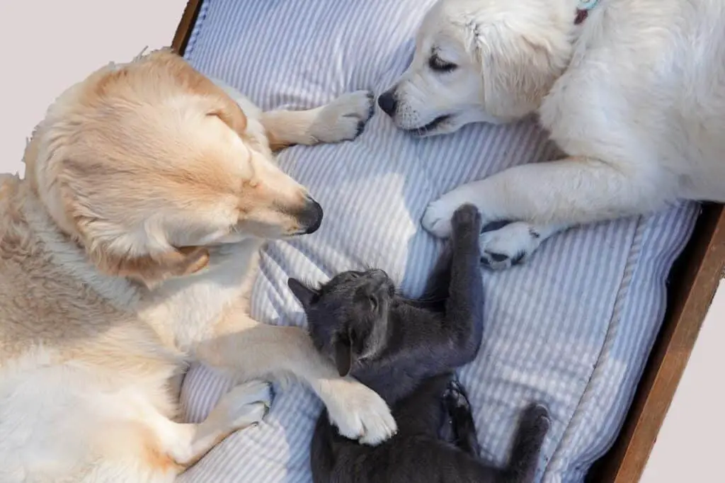 russian blue with two dogs