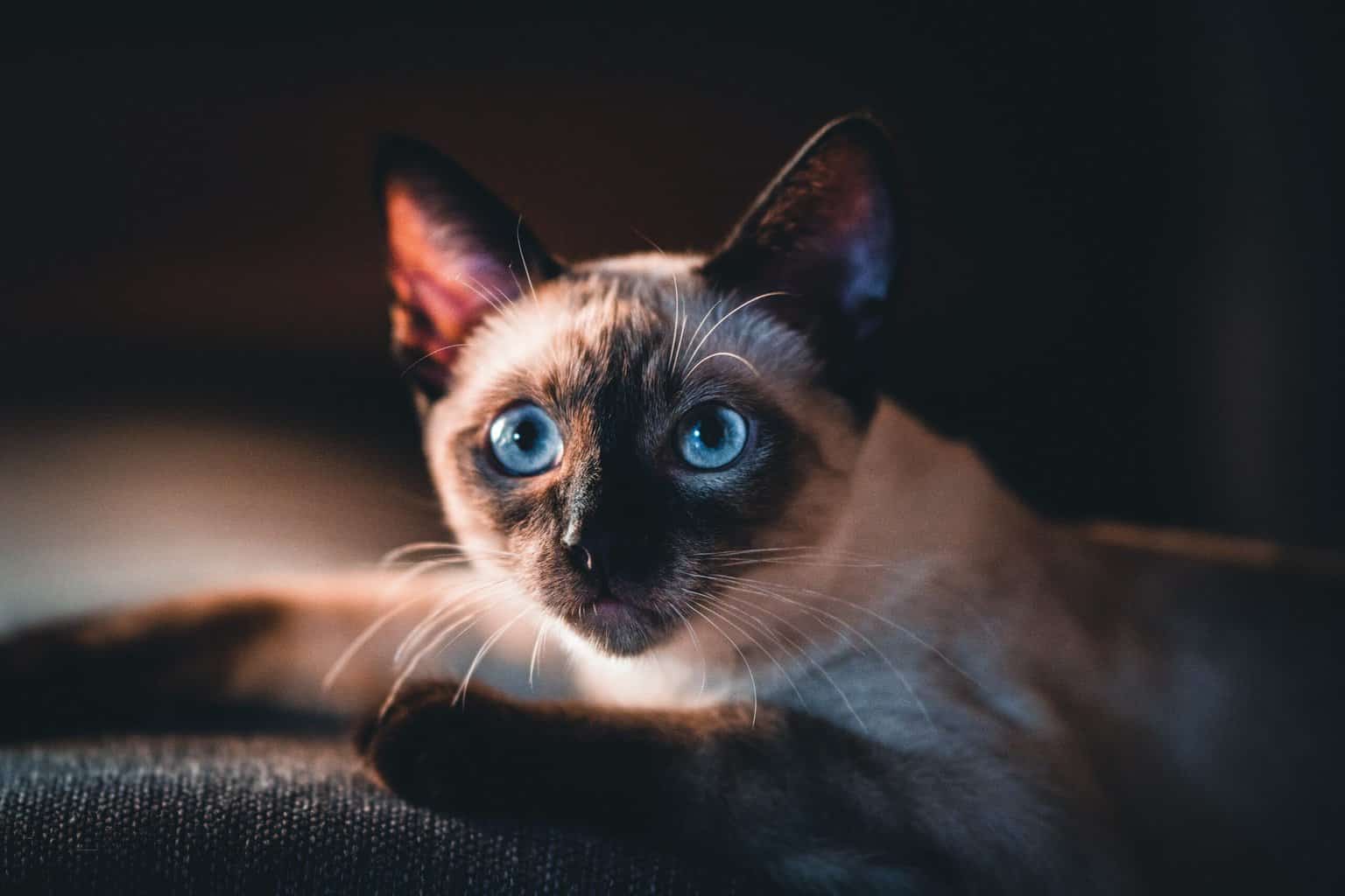 4 Characteristics of a Purebred Siamese Cat