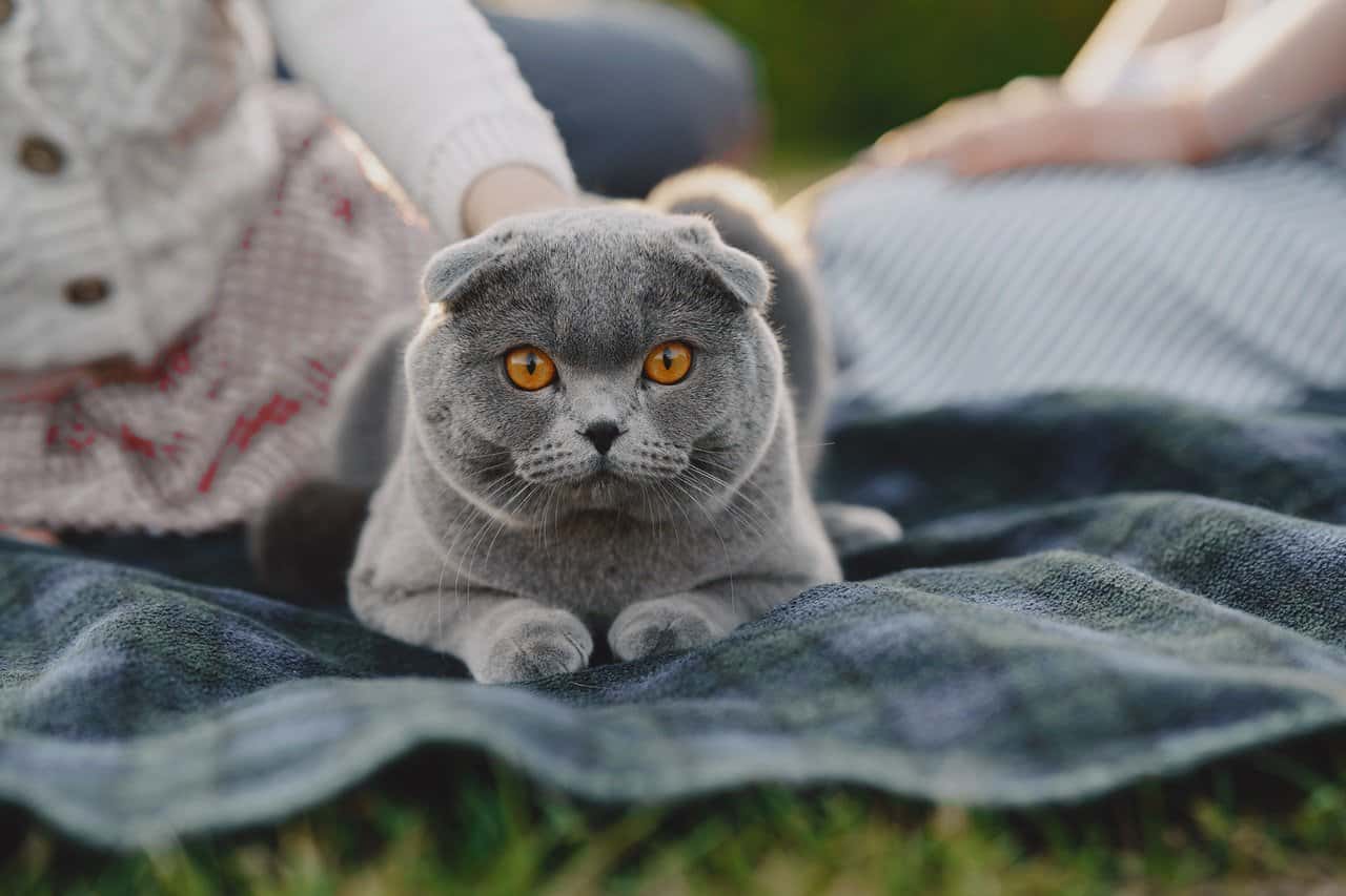 The Russian Blue Versus the Chartreux Cat