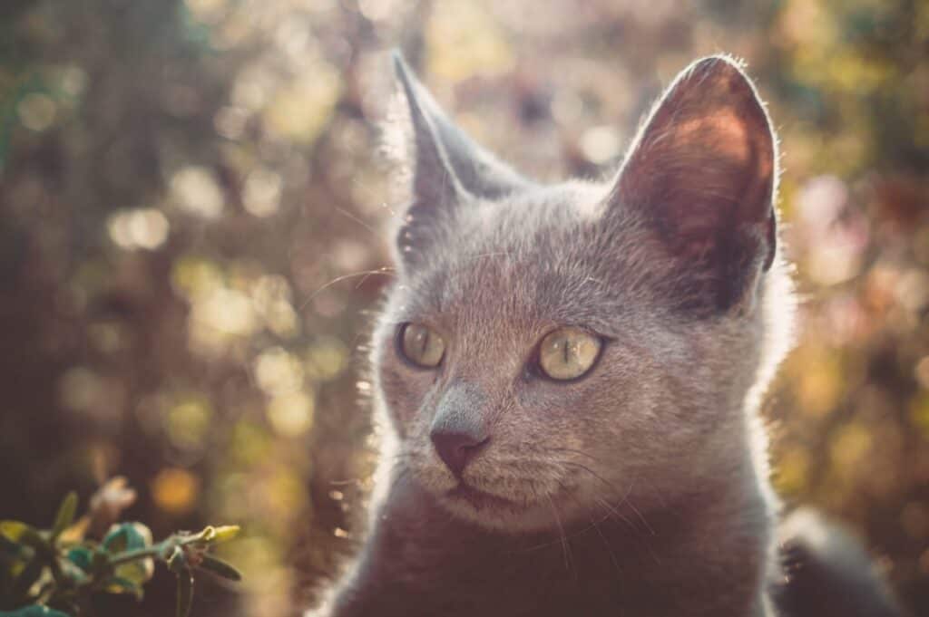 Russian blue outside