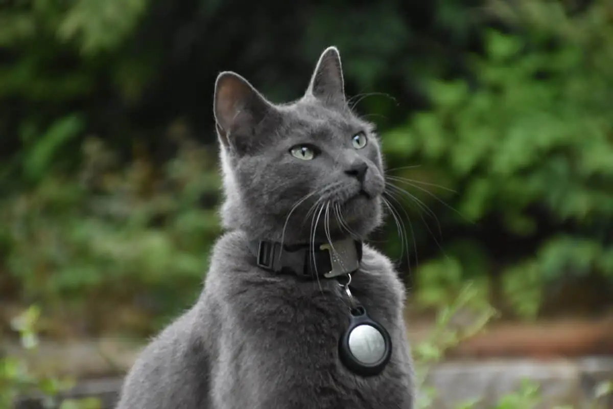 russian blue cat with nametag on