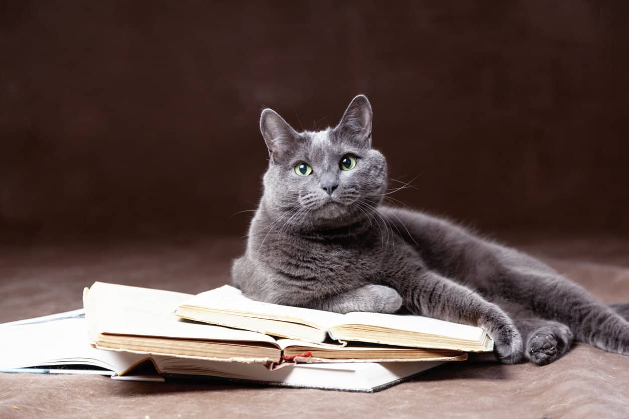 Can Russian Blue Cats be Trained? – Tips for Successful Cat Training