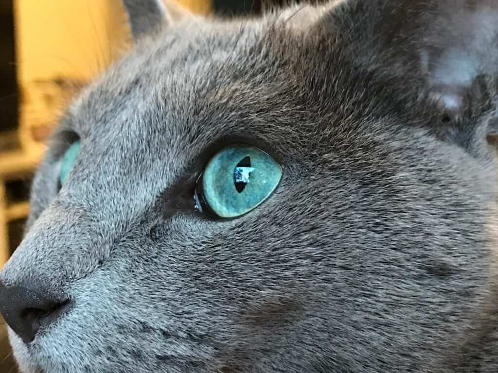 Russian Blue cat face