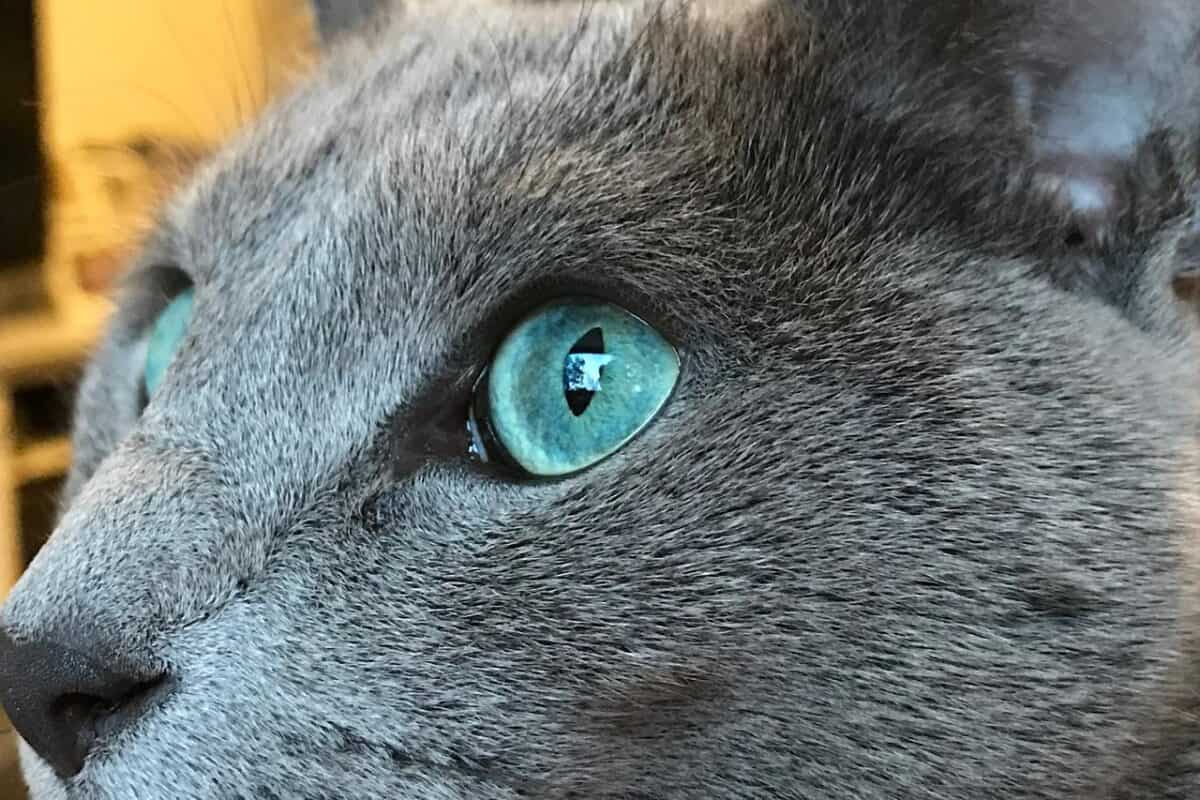 Russian Blue cat face