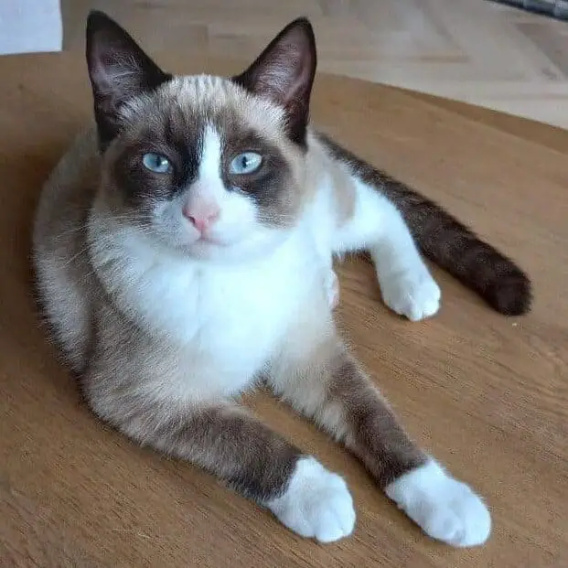 snowshoe siamese cat
