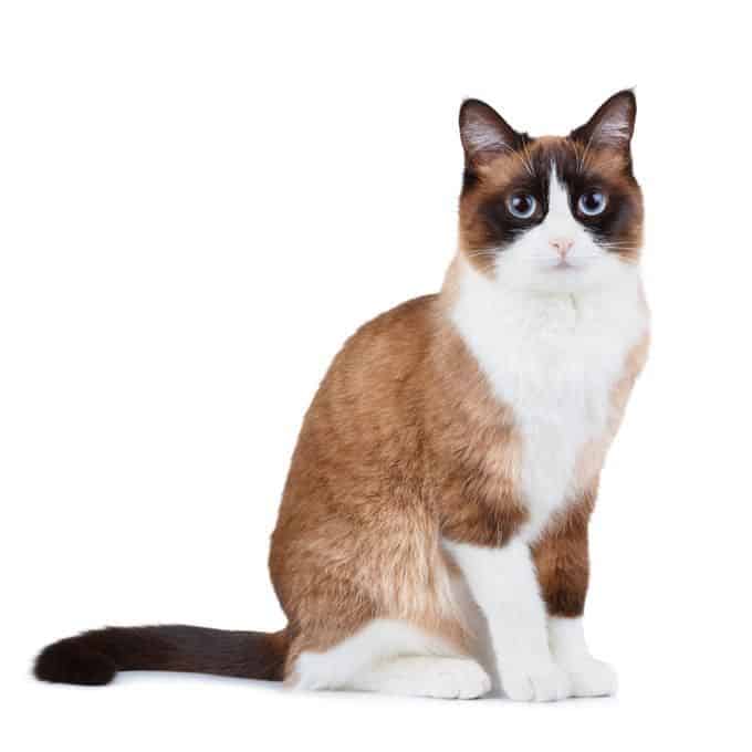 what is a snowshoe siamese cat