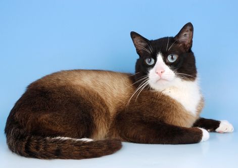 snowshoe siamese